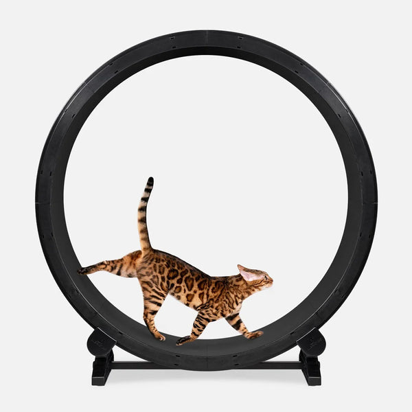 ONE FAST CAT Exercise Wheel 6th Generation for Cat – PetHQ